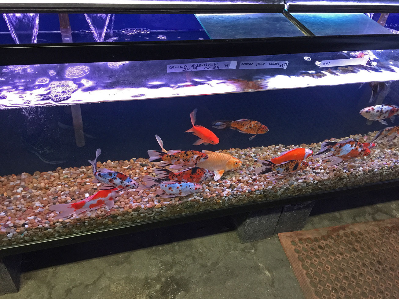 The Local Pet Store Edition — Los Angeles – Terry Aley's Guppy Site